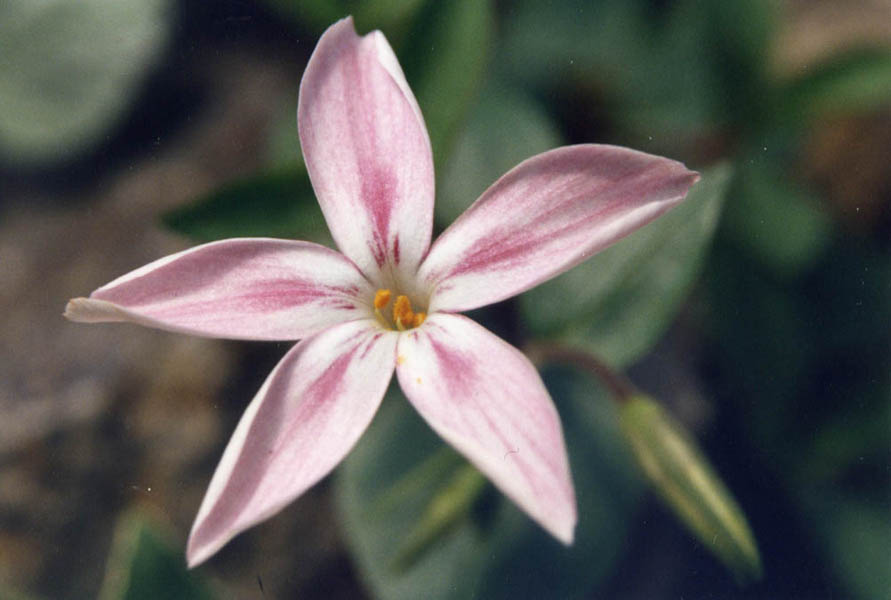 Phlox adsurgens en fleurs dans les sous-bois clairs de l'Oregon